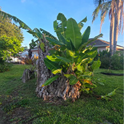 Lawn Care Work 1