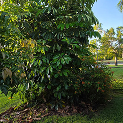 Lawn Care Work 4